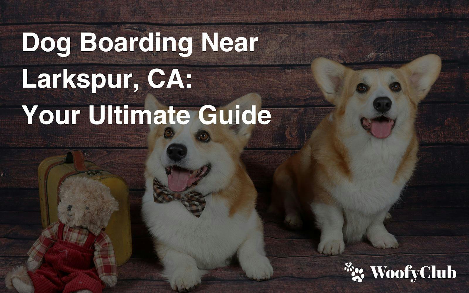 Dog Boarding Near Larkspur, CA: Your Ultimate Guide