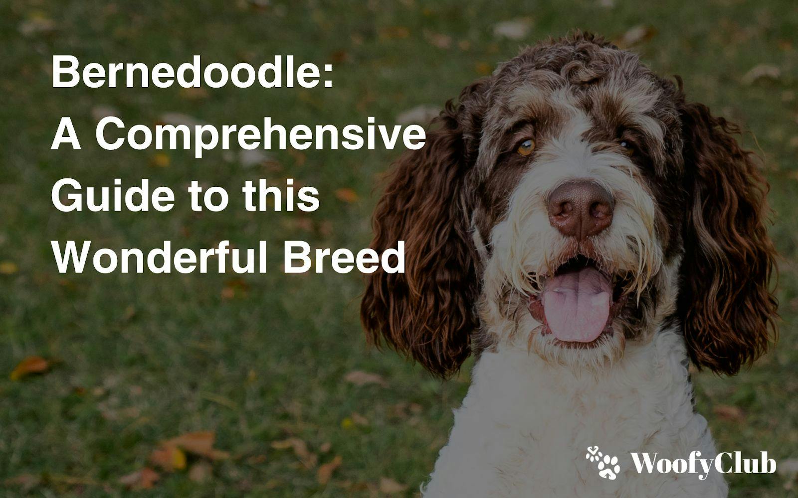 Bernedoodle: A Comprehensive Guide To This Wonderful Breed