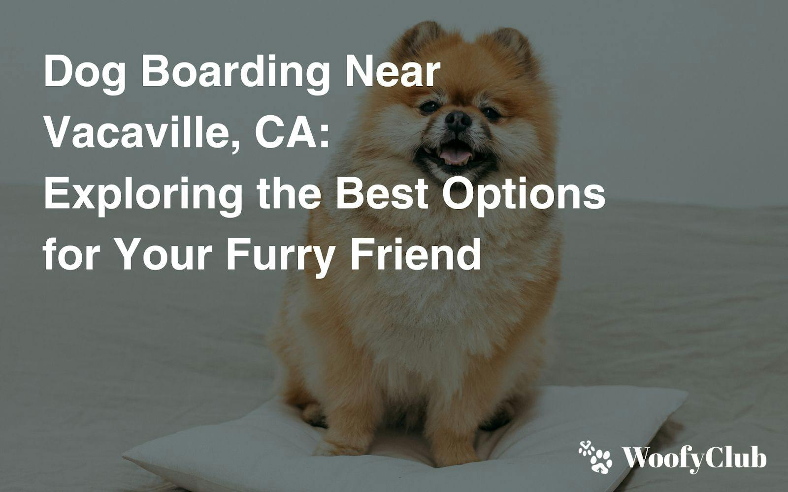 Dog Boarding Near Vacaville, CA: Exploring The Best Options For Your Furry Friend