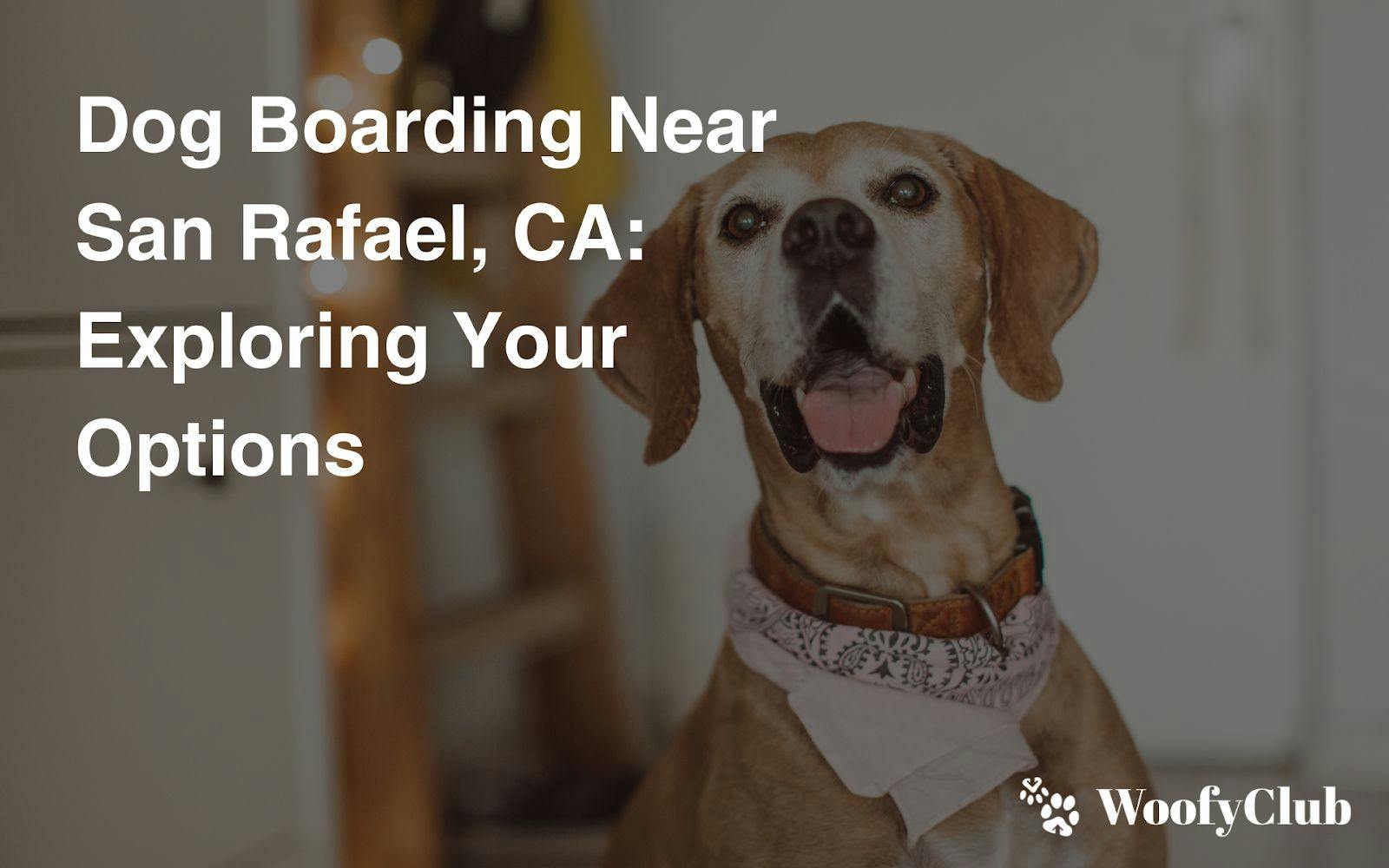 Dog Boarding Near San Rafael, CA: Exploring Your Options
