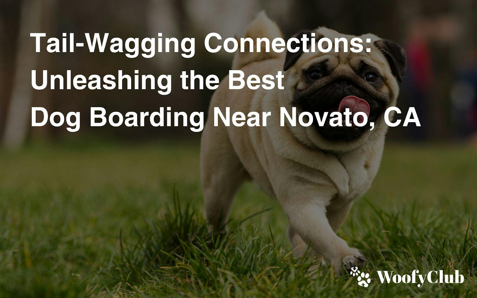 Tail-Wagging Connections: Unleashing The Best Dog Boarding Near Novato, CA