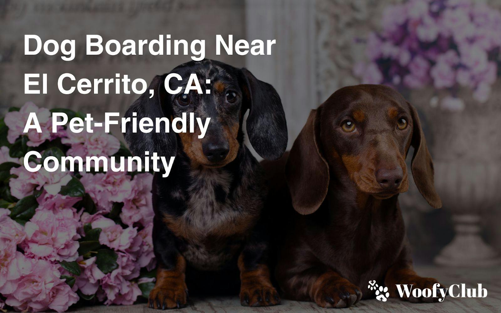 Dog Boarding Near El Cerrito, CA: A Pet-Friendly Community