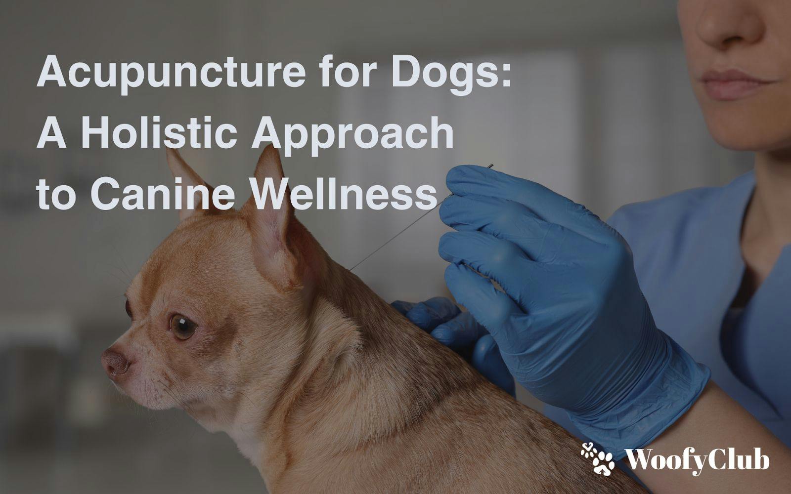 Acupuncture For Dogs: A Holistic Approach To Canine Wellness