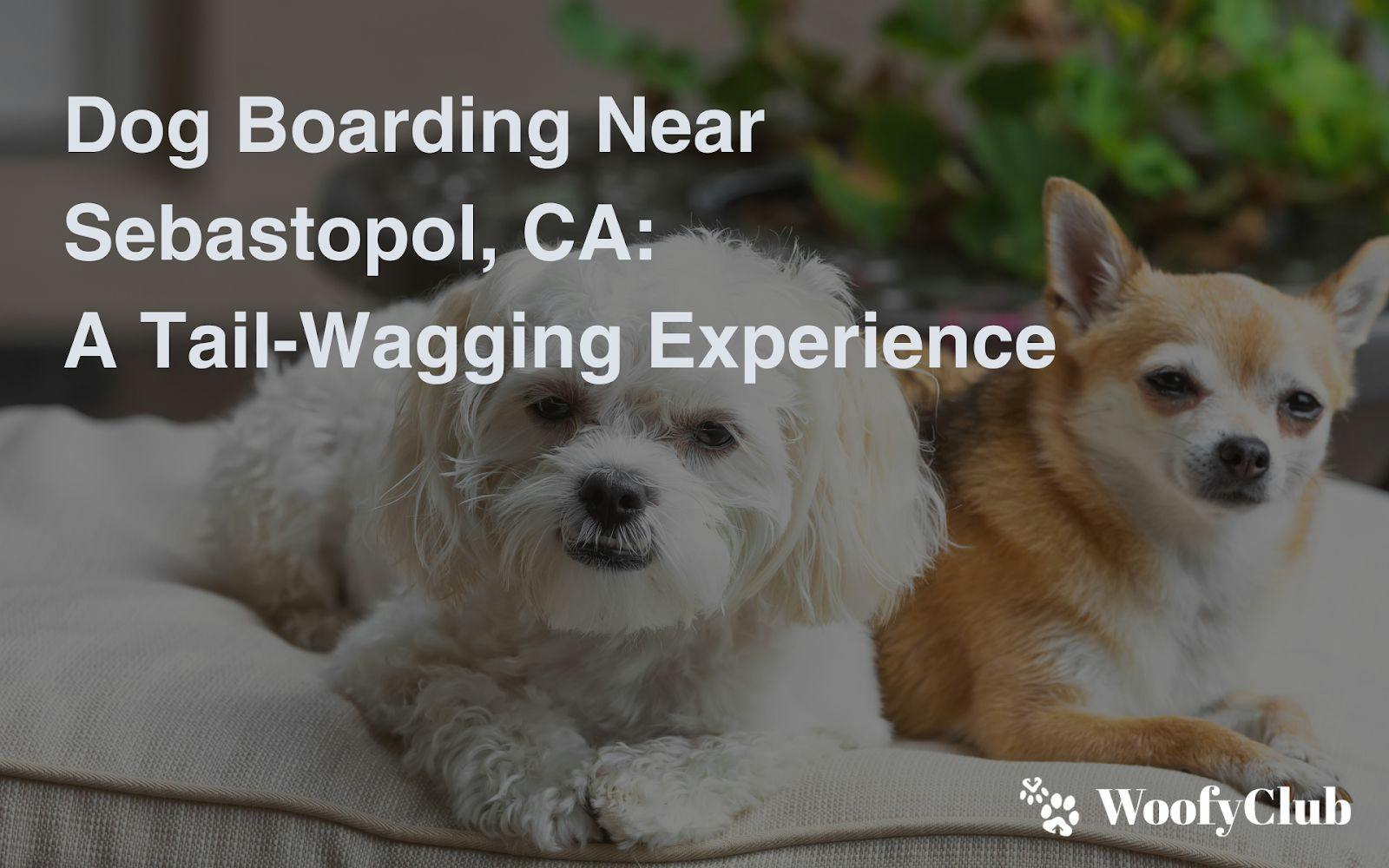 Dog Boarding Near Sebastopol, CA: A Tail-Wagging Experience
