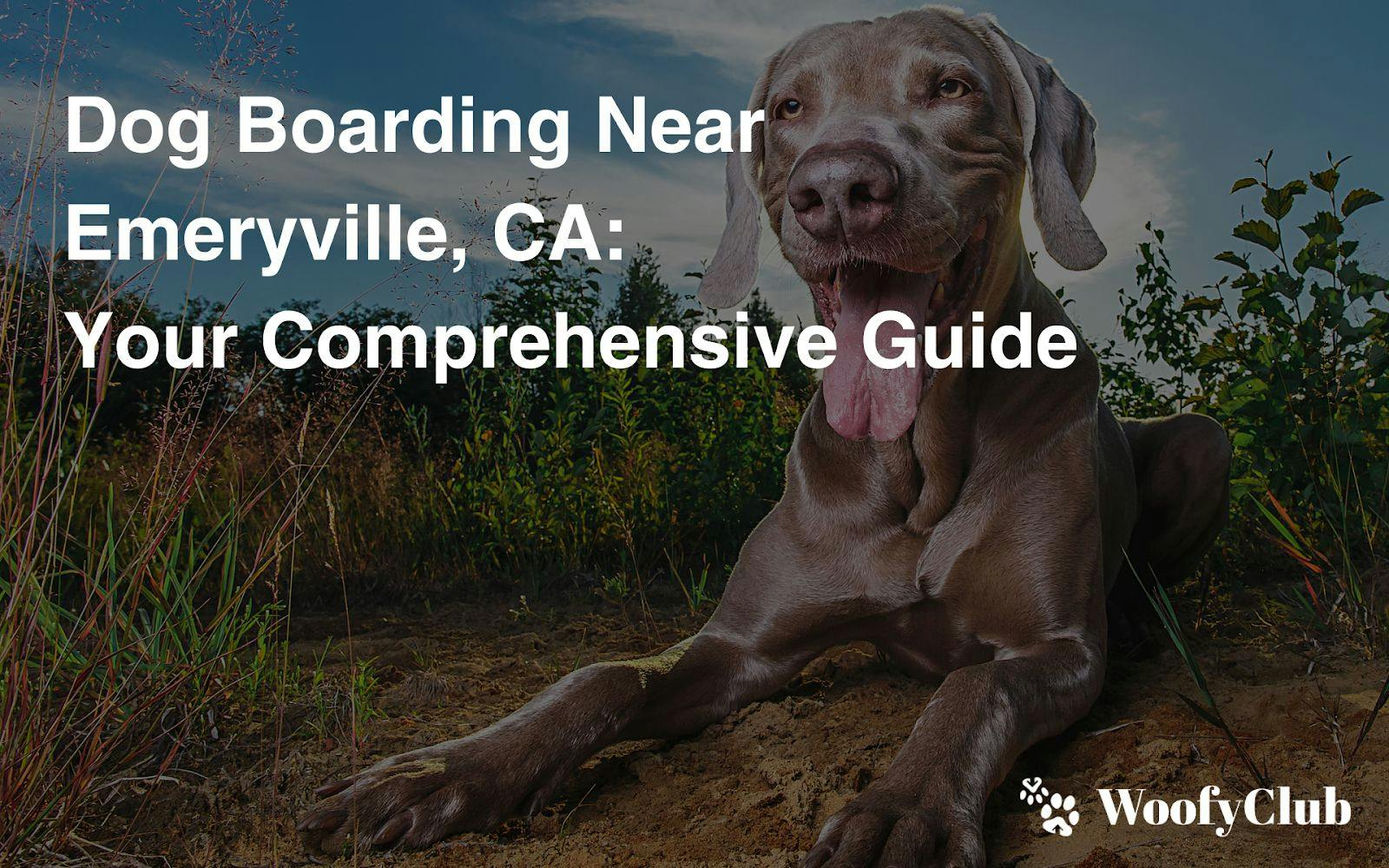 Dog Boarding Near Emeryville, CA: Your Comprehensive Guide