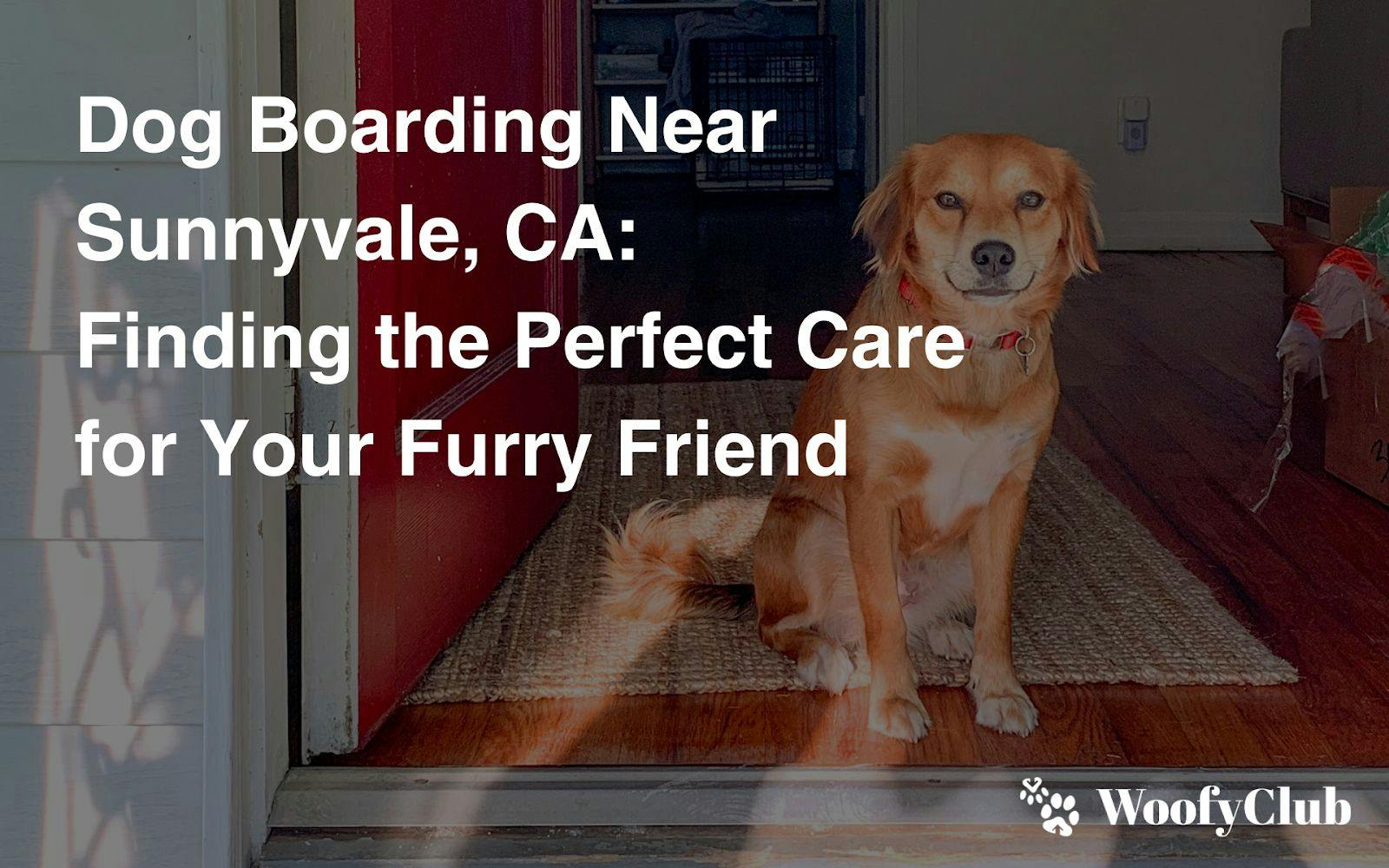 Dog Boarding Near Sunnyvale, CA: Finding The Perfect Care For Your Furry Friend