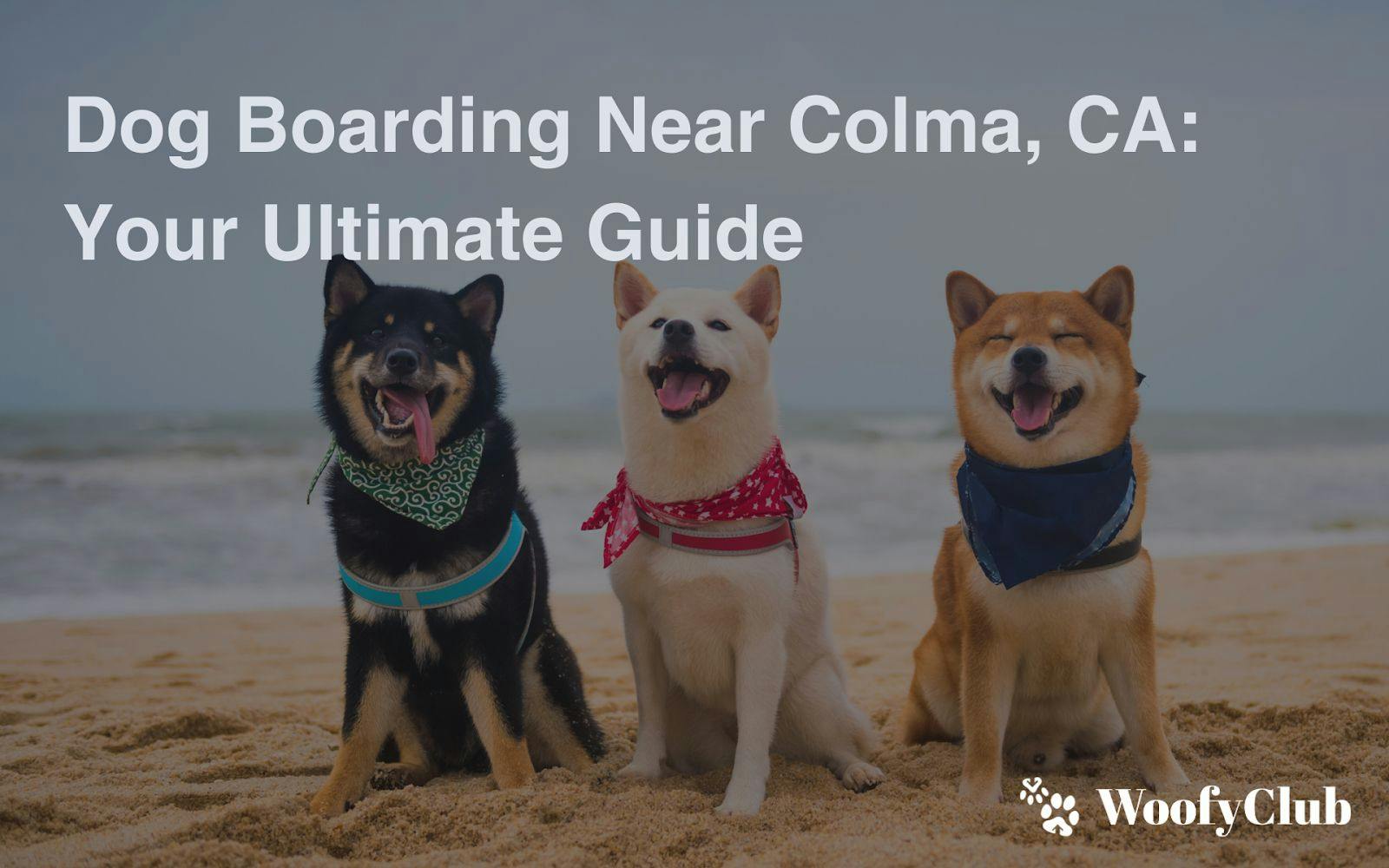 Dog Boarding Near Colma, CA: Your Ultimate Guide