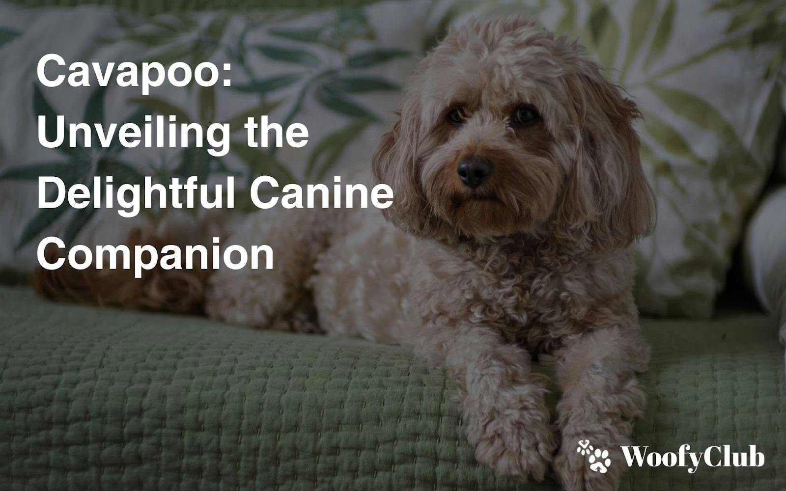 Cavapoo: Unveiling The Delightful Canine Companion