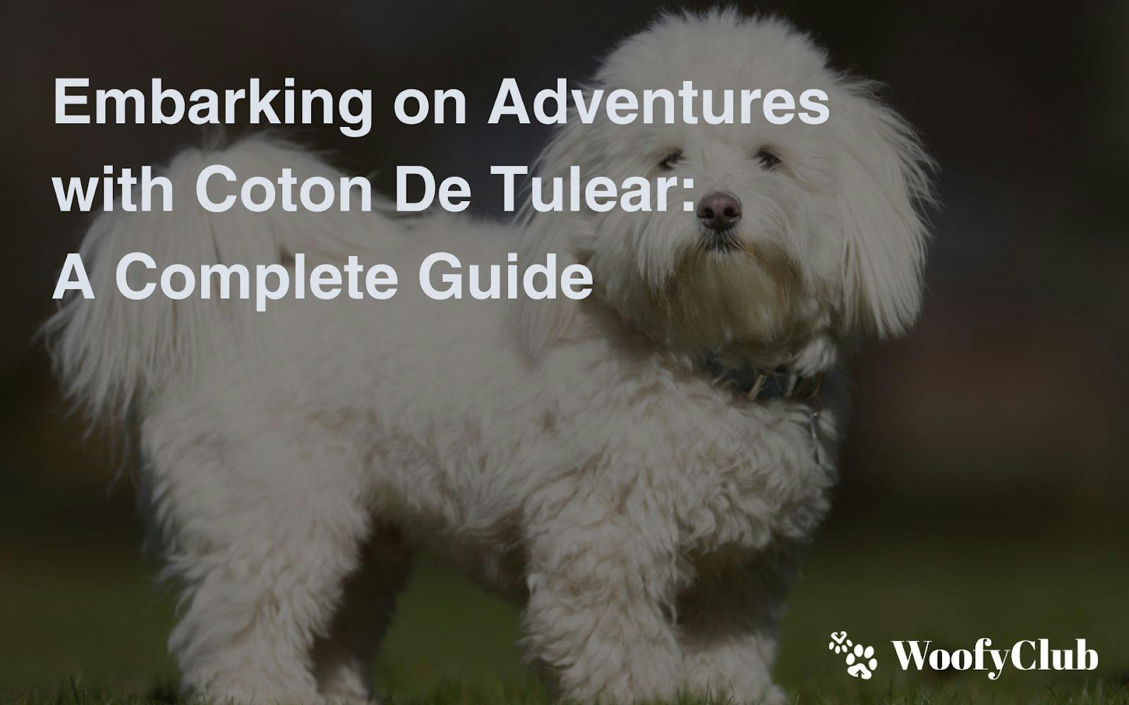 Embarking On Adventures With Coton De Tulear: A Complete Guide