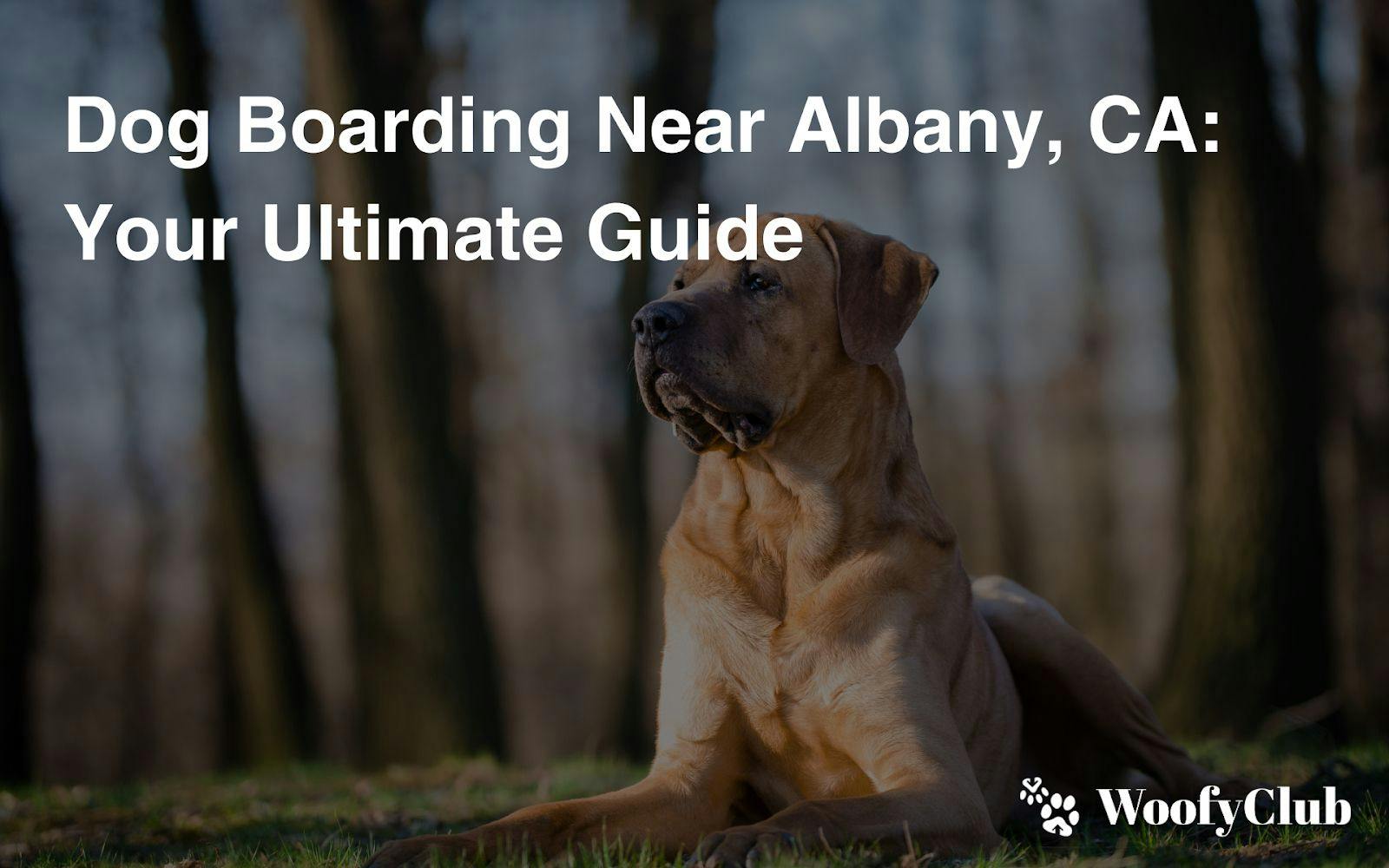 Dog Boarding Near Albany, CA: Your Ultimate Guide