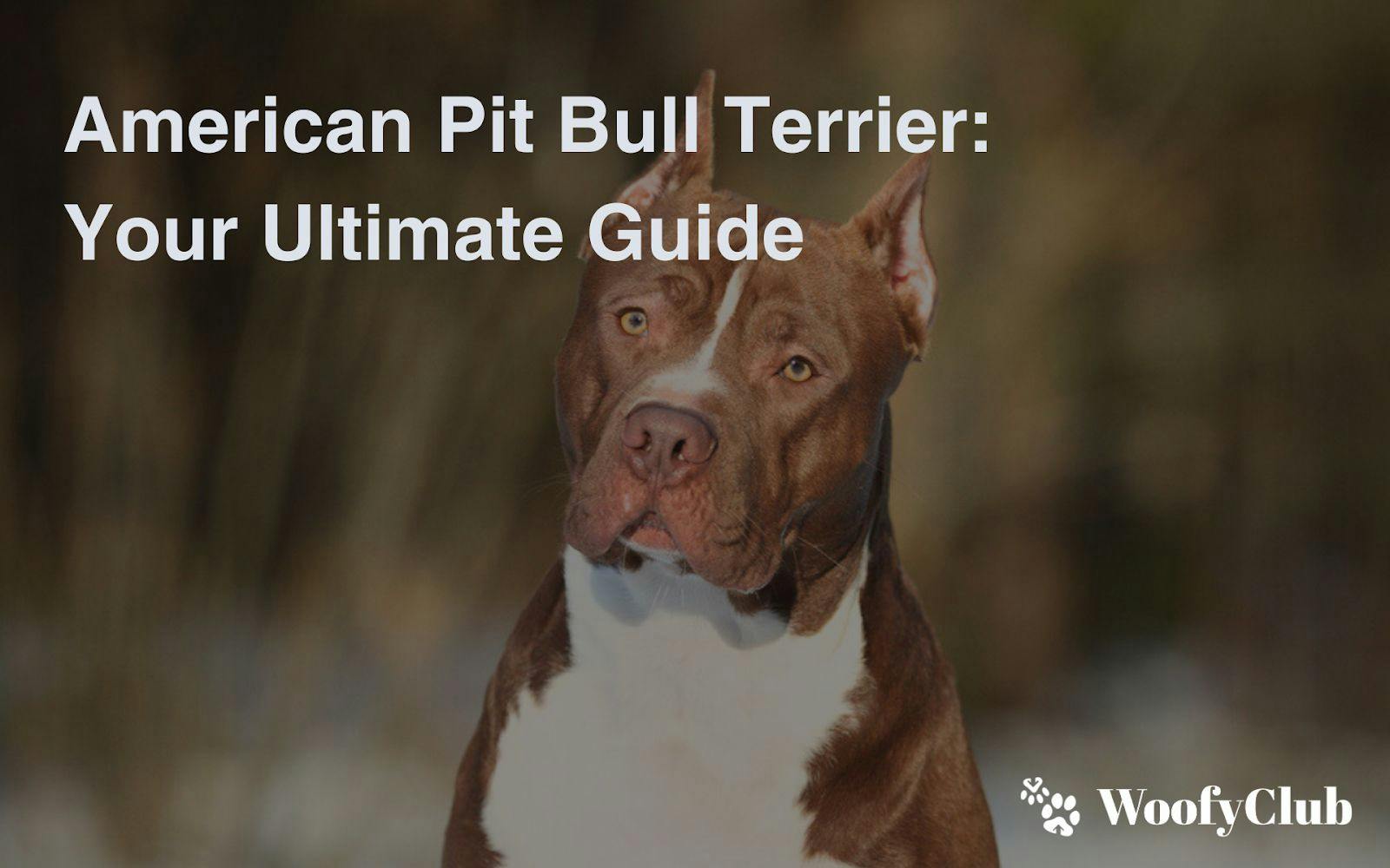 American Pit Bull Terrier: Your Ultimate Guide