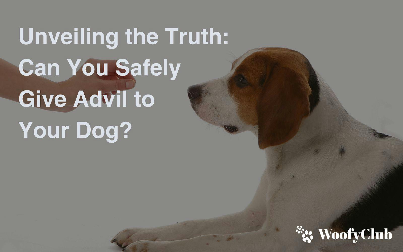 Unveiling The Truth: Can You Safely Give Advil To Your Dog?