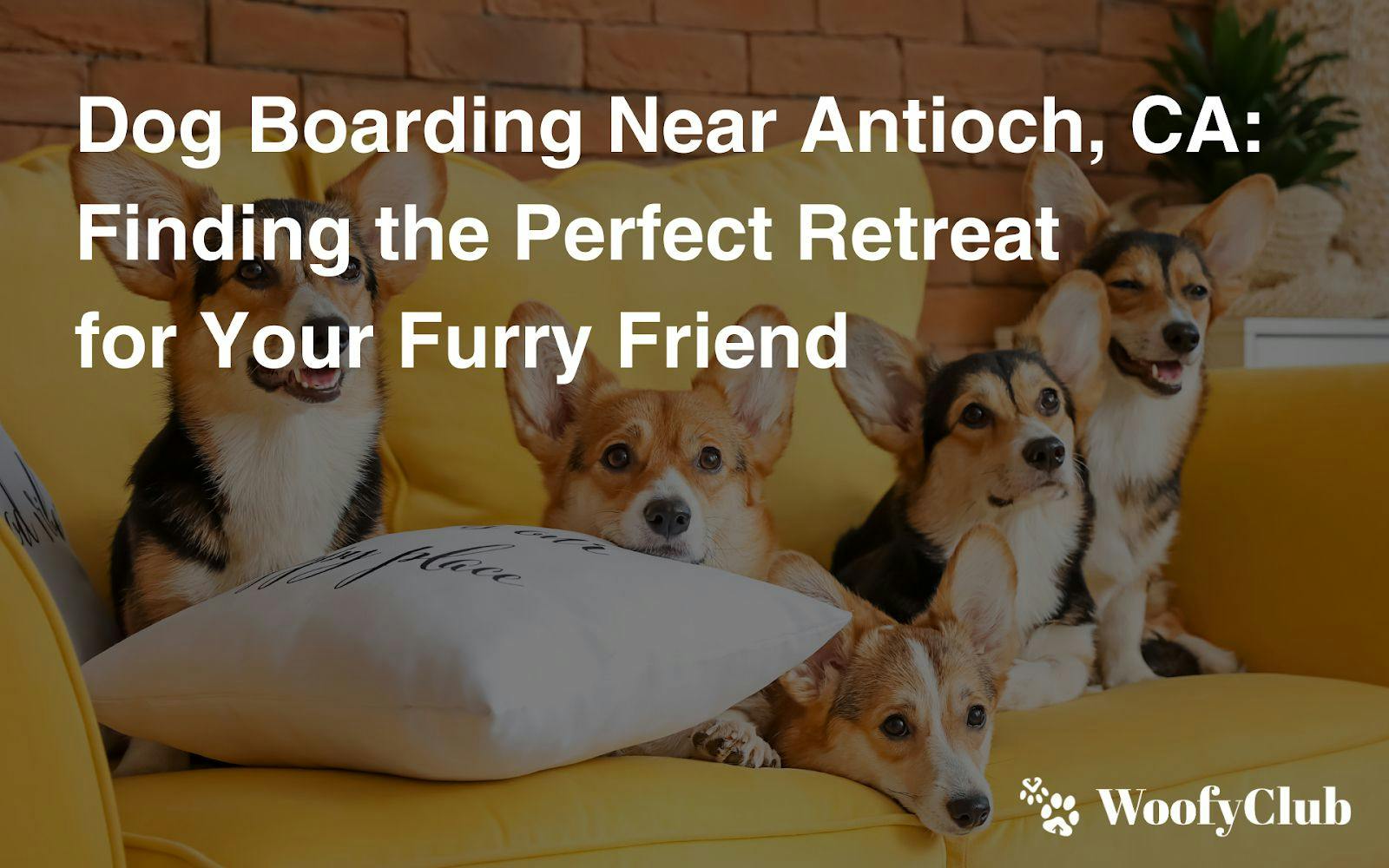Dog Boarding Near Antioch, CA: Finding The Perfect Retreat For Your Furry Friend
