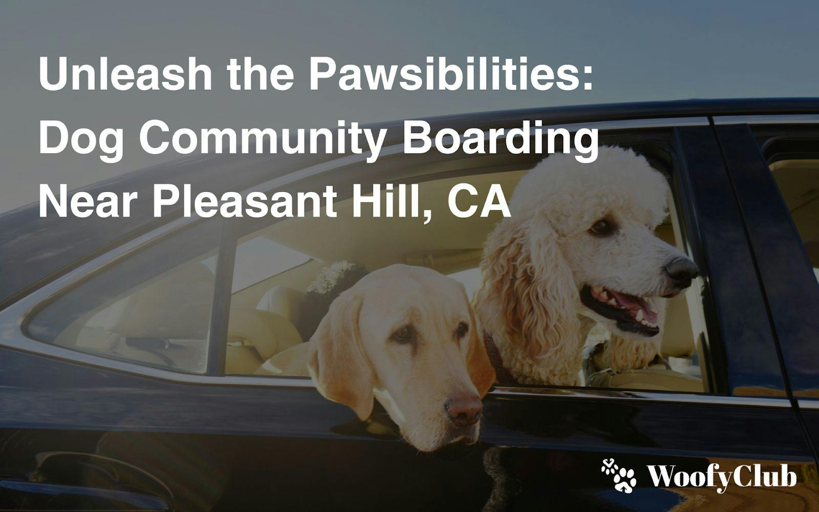 Unleash The Pawsibilities: Dog Community Boarding Near Pleasant Hill, CA