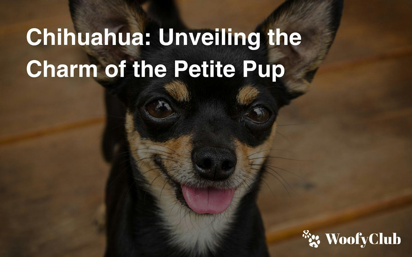 Chihuahua: Unveiling The Charm Of The Petite Pup