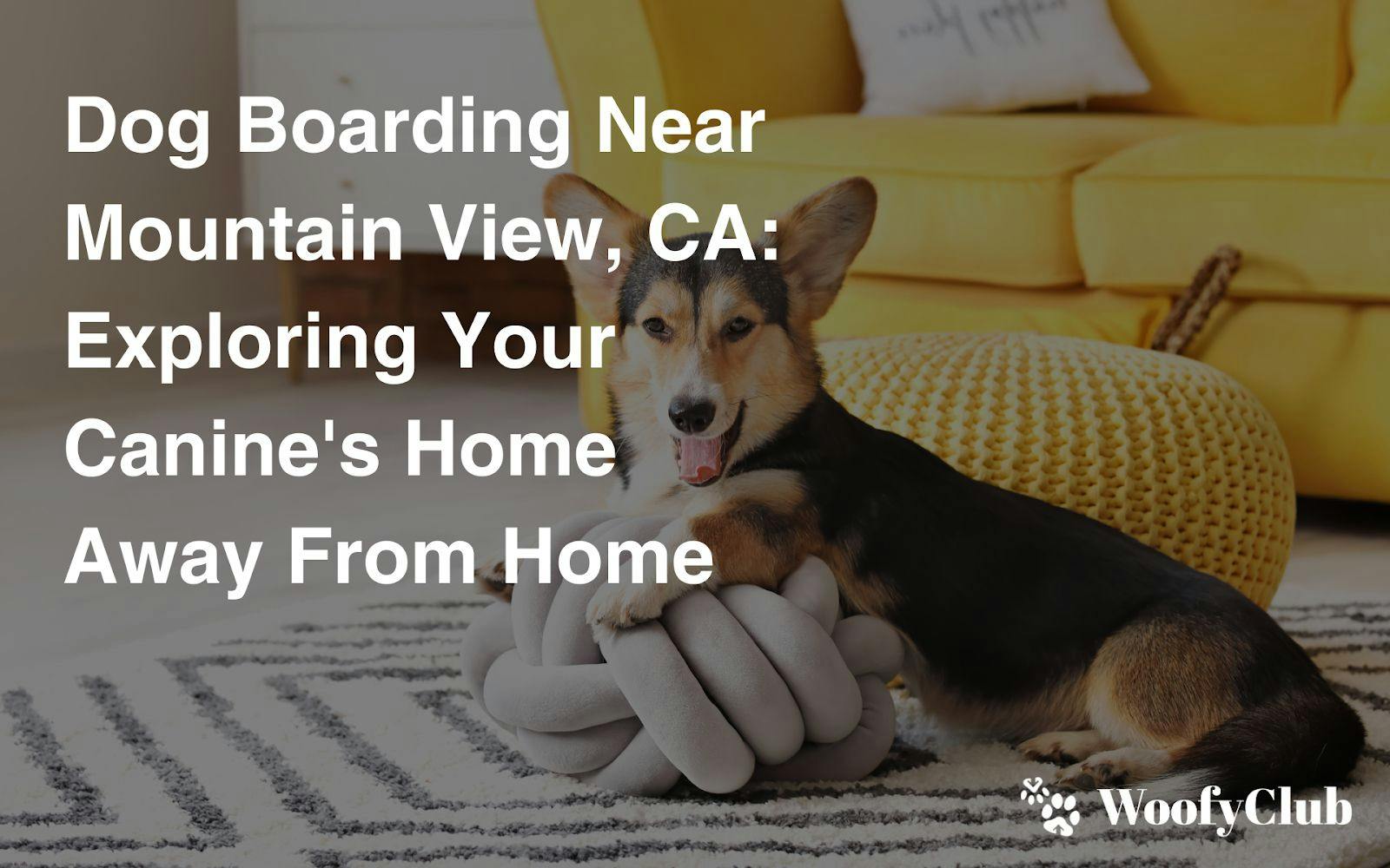 Dog Boarding Near Mountain View, CA: Exploring Your Canine's Home Away From Home