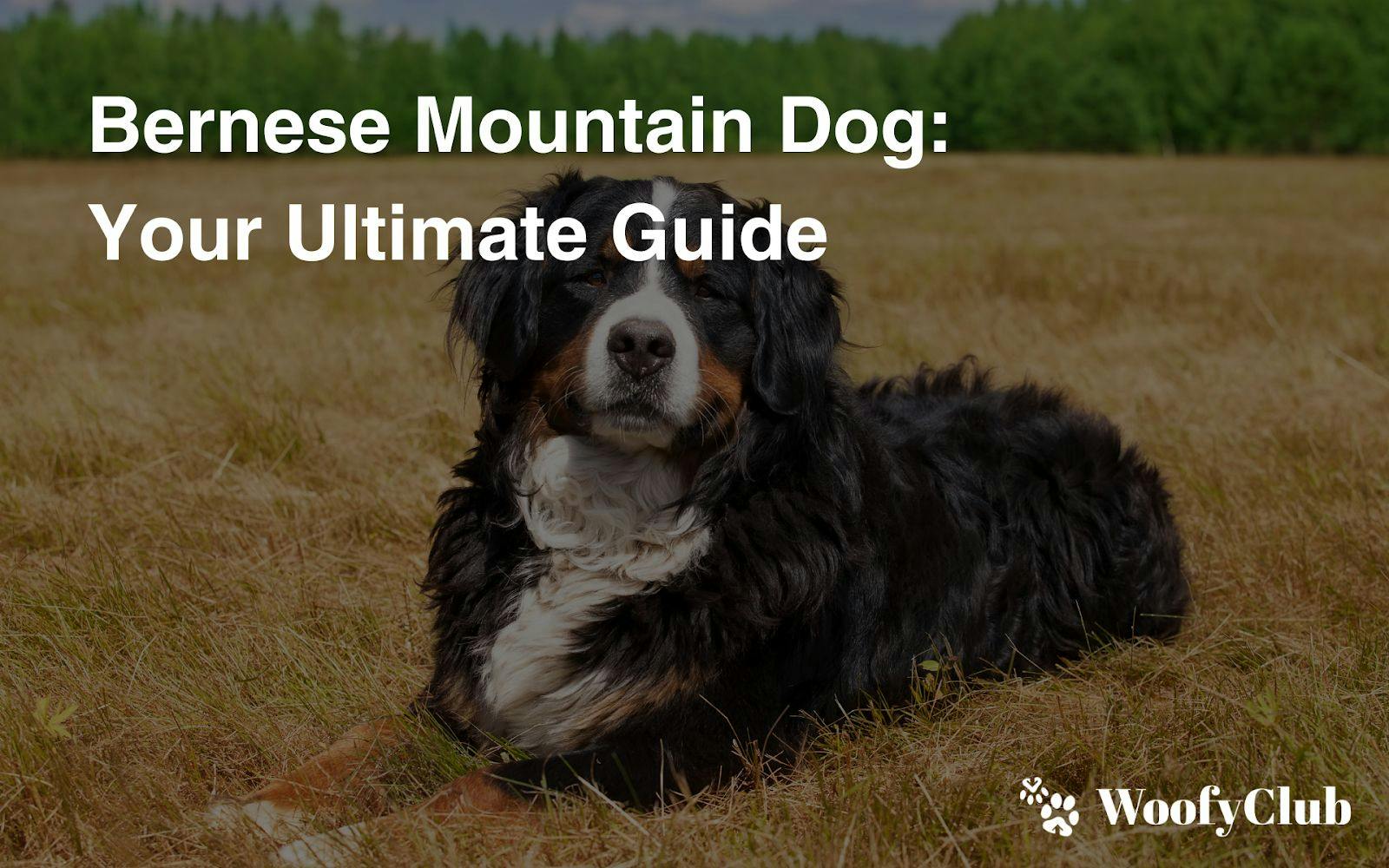 Bernese Mountain Dog: Your Ultimate Guide
