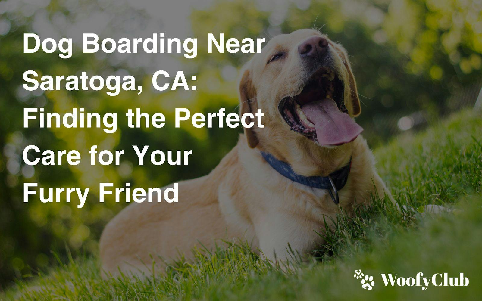 Dog Boarding Near Saratoga, CA: Finding The Perfect Care For Your Furry Friend
