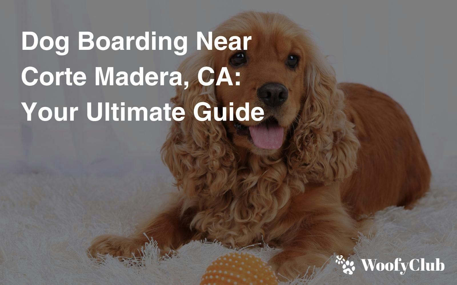 Dog Boarding Near Corte Madera, CA: Your Ultimate Guide