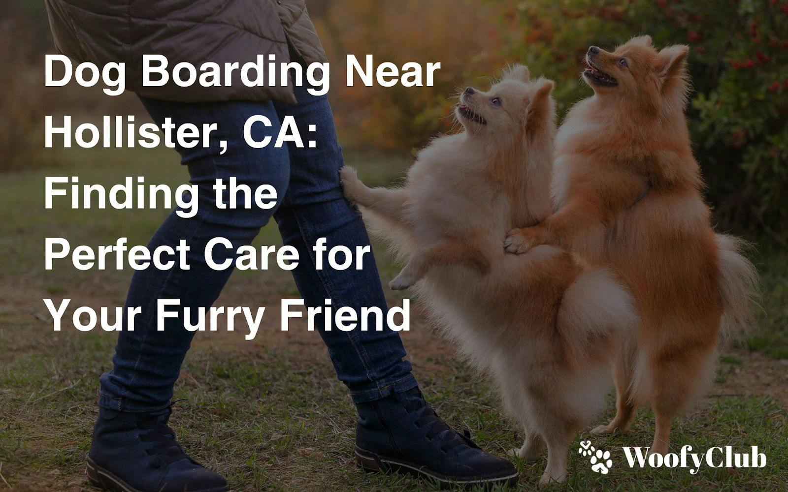 Dog Boarding Near Hollister, CA: Finding The Perfect Care For Your Furry Friend