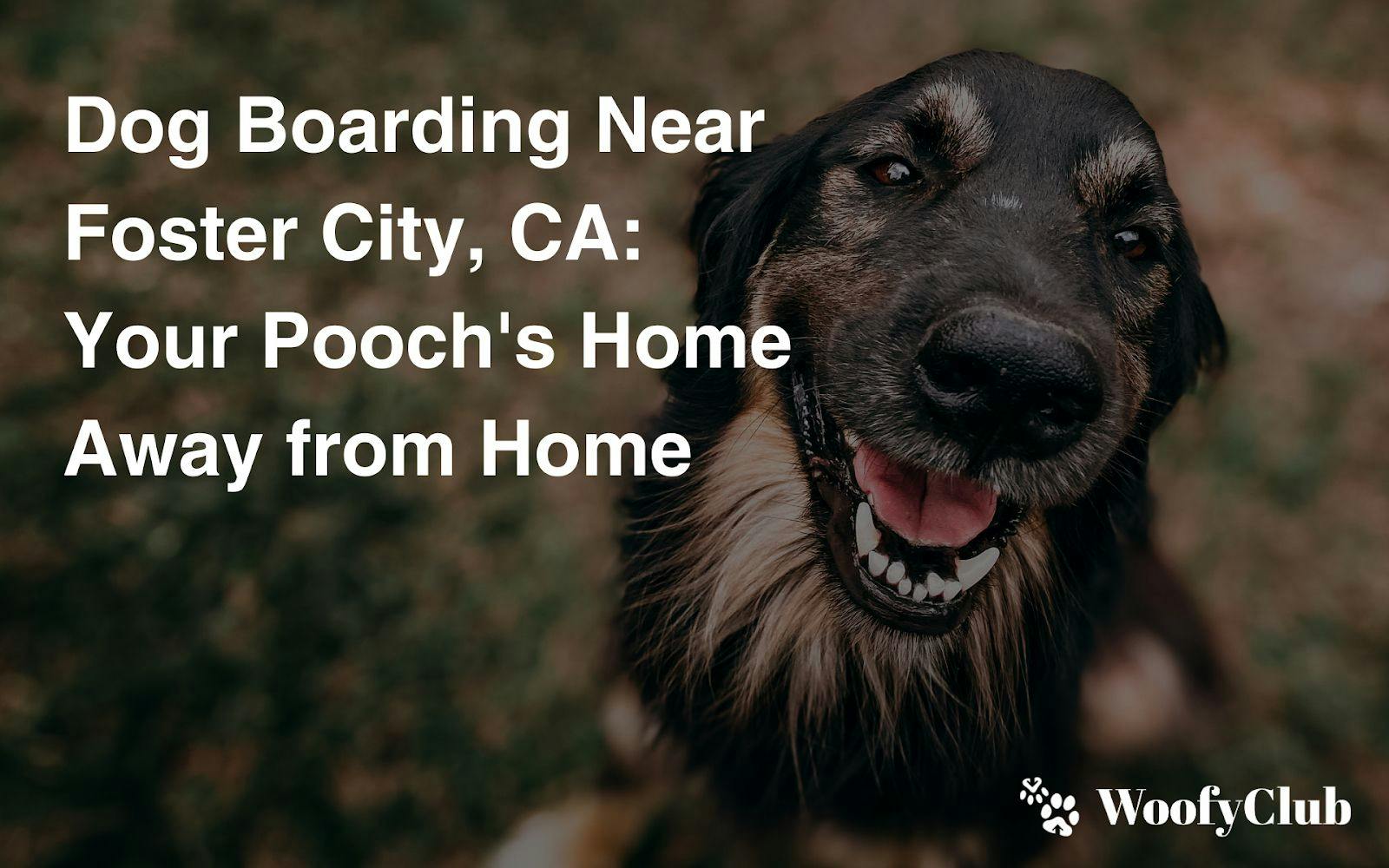 Dog Boarding Near Foster City, CA: Your Pooch's Home Away From Home