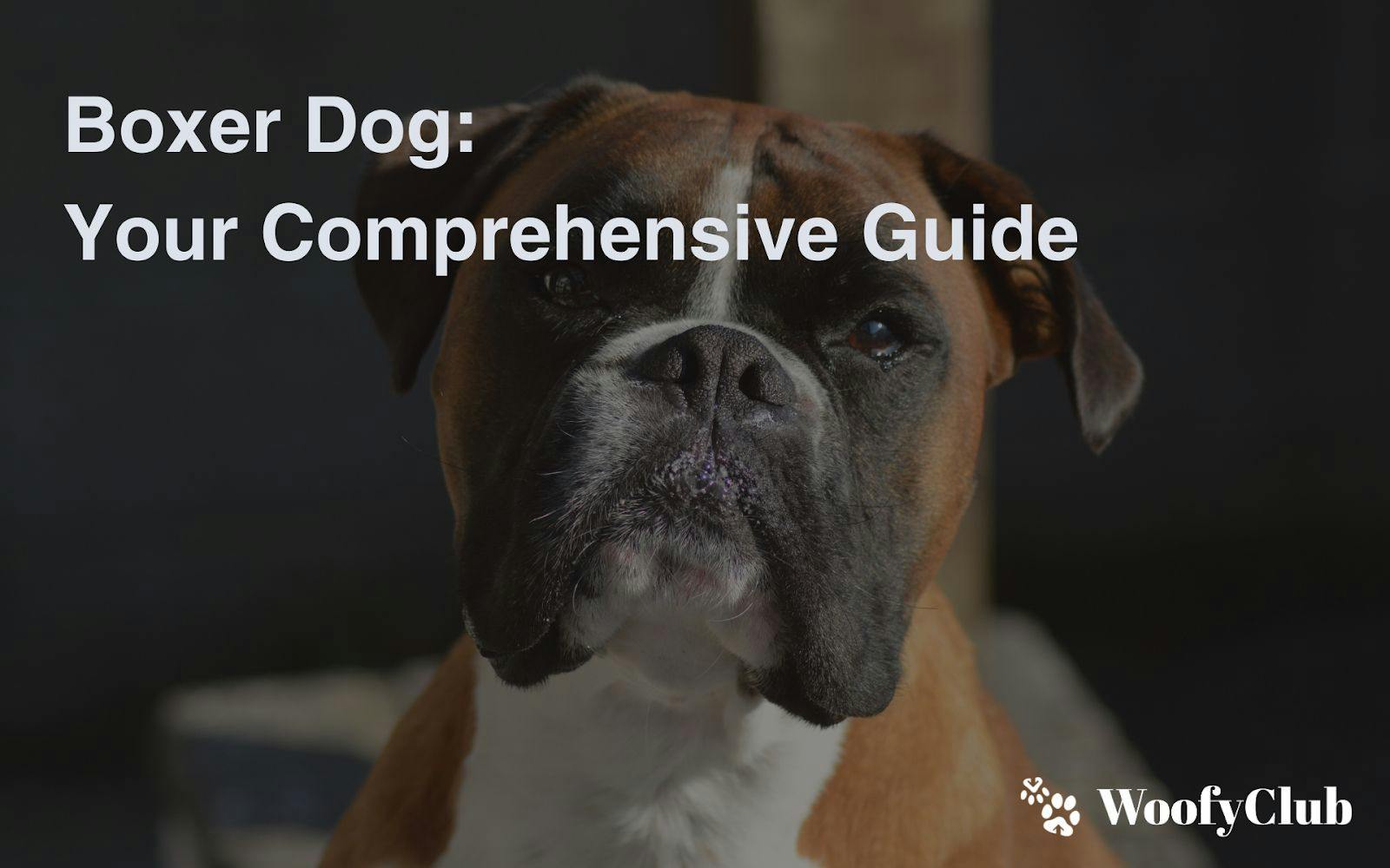 Boxer Dog: Your Comprehensive Guide