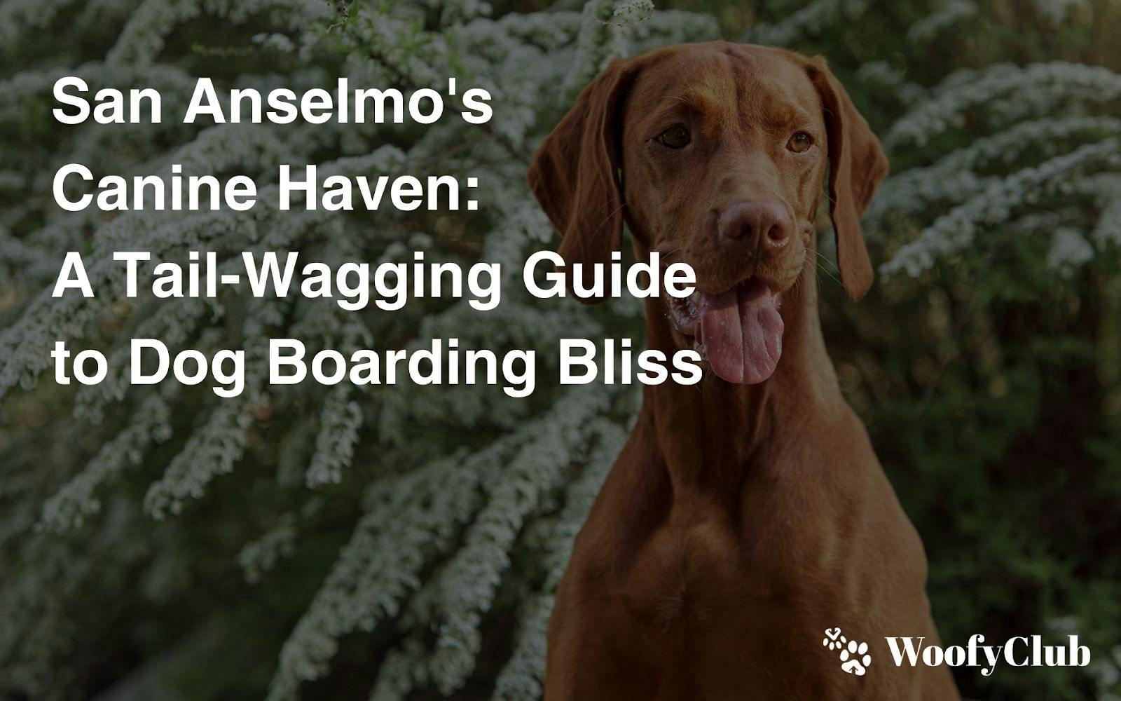 San Anselmo's Canine Haven: A Tail-Wagging Guide To Dog Boarding Bliss
