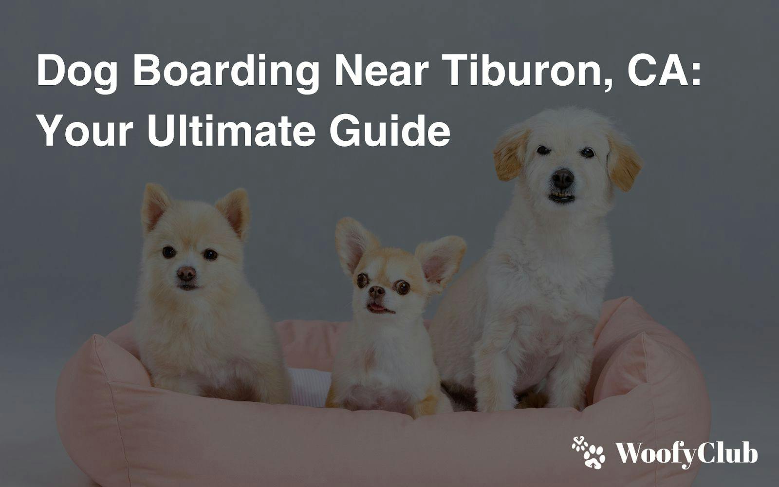 Dog Boarding Near Tiburon, CA: Your Ultimate Guide