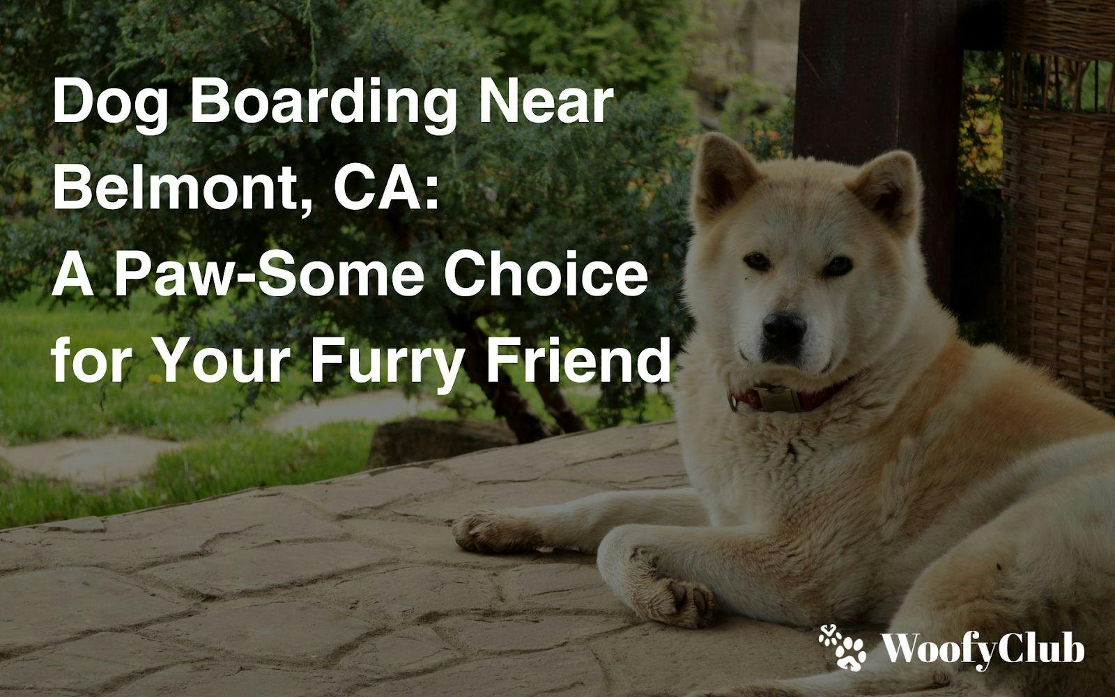 Dog Boarding Near Belmont, CA: A Paw-Some Choice For Your Furry Friend