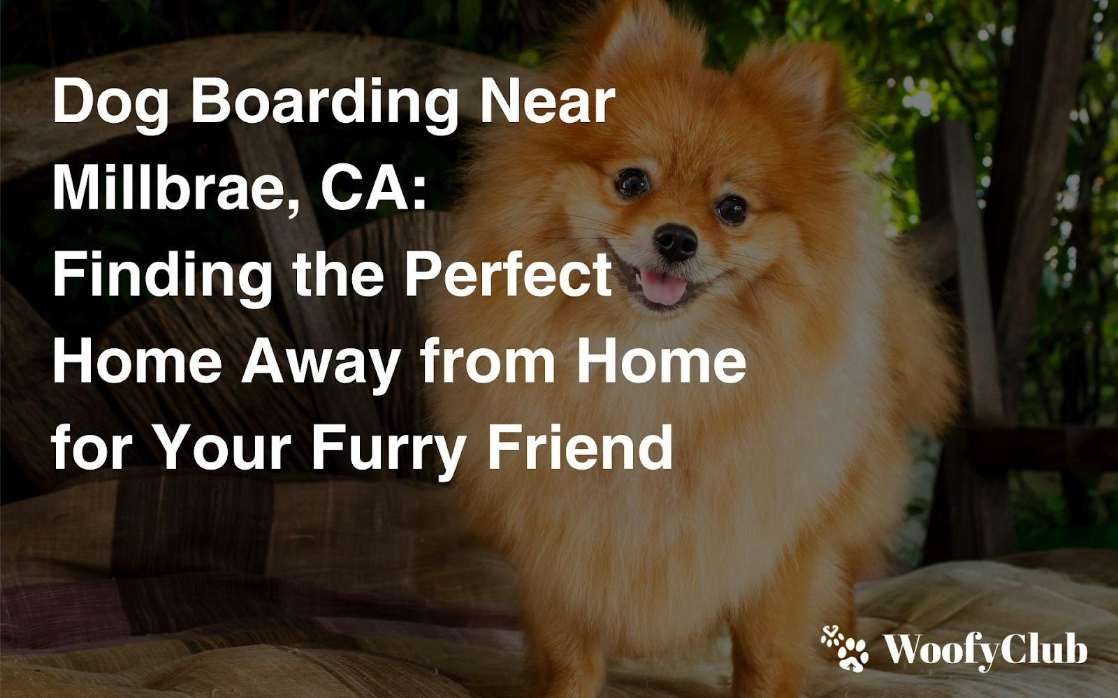 Dog Boarding Near Millbrae, CA: Finding The Perfect Home Away From Home For Your Furry Friend