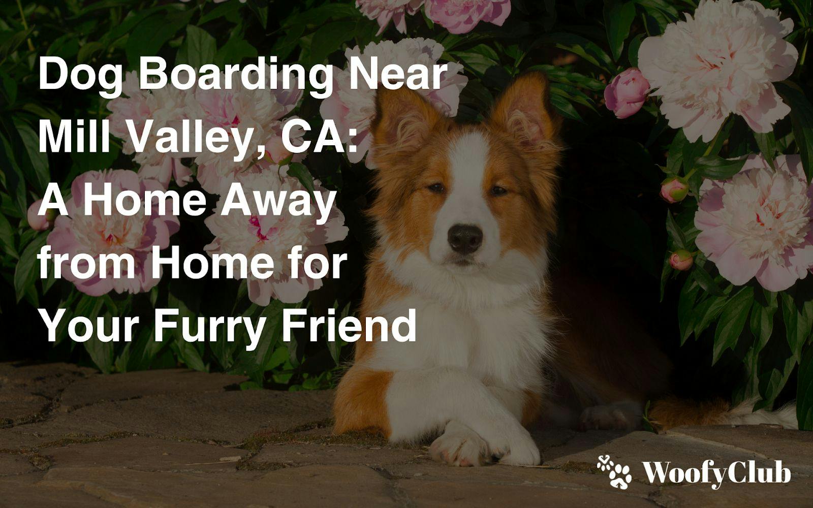 Dog Boarding Near Mill Valley, CA: A Home Away From Home For Your Furry Friend