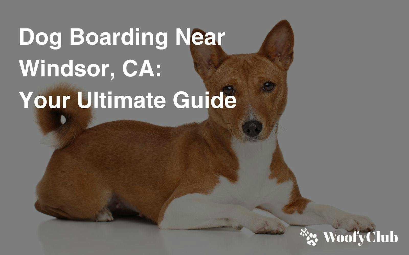 Dog Boarding Near Windsor, CA: Your Ultimate Guide
