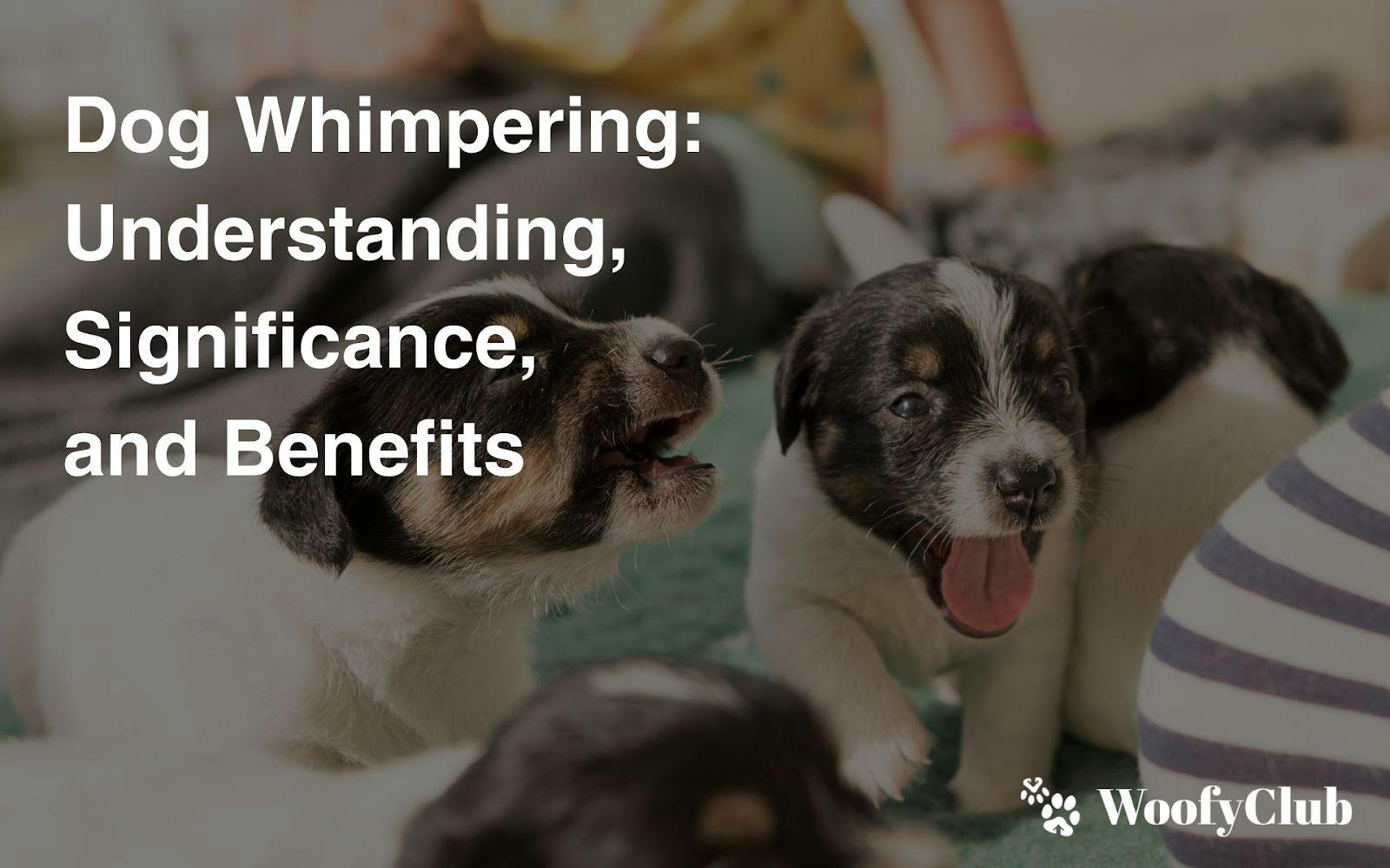 Dog Whimpering: Understanding, Significance, And Benefits