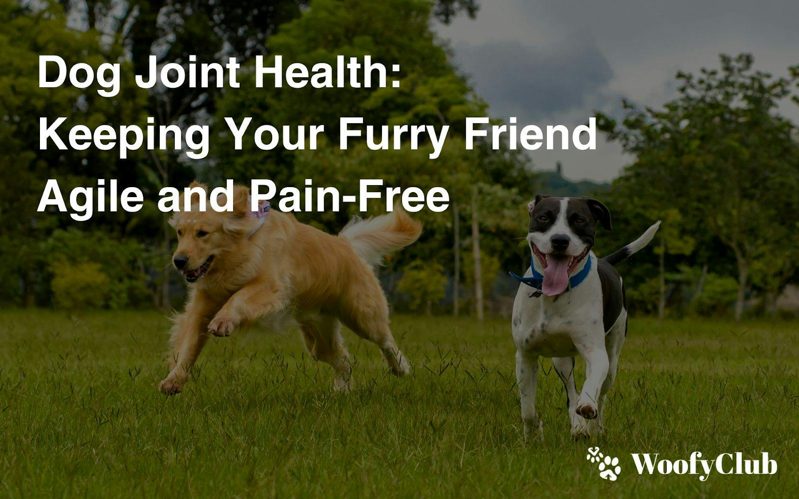 Dog Joint Health: Keeping Your Furry Friend Agile And Pain-Free