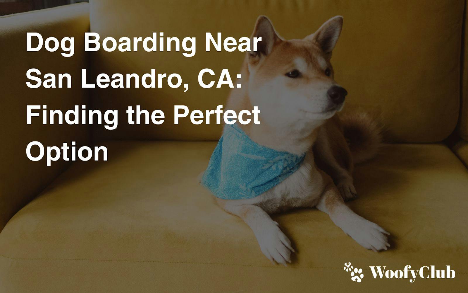 Dog Boarding Near San Leandro, CA: Finding The Perfect Option
