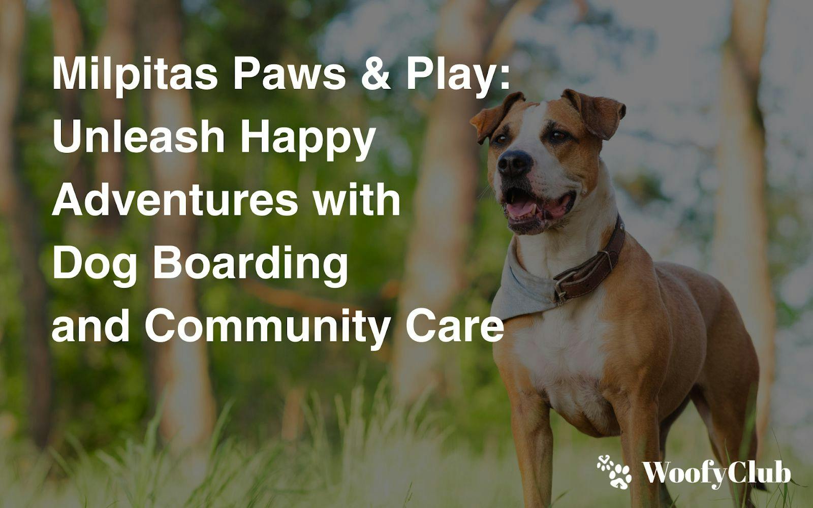 Milpitas Paws & Play: Unleash Happy Adventures With Dog Boarding And Community Care
