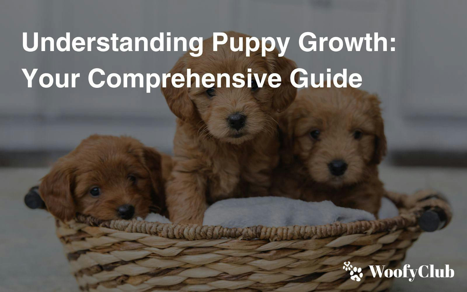 Understanding Puppy Growth: Your Comprehensive Guide