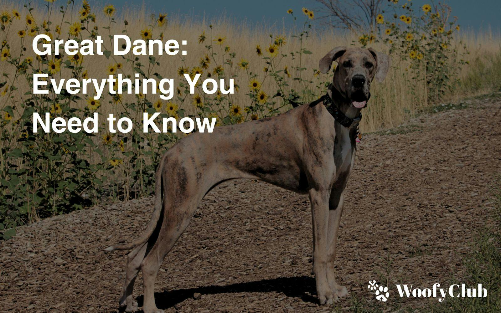 Great Dane: Everything You Need To Know