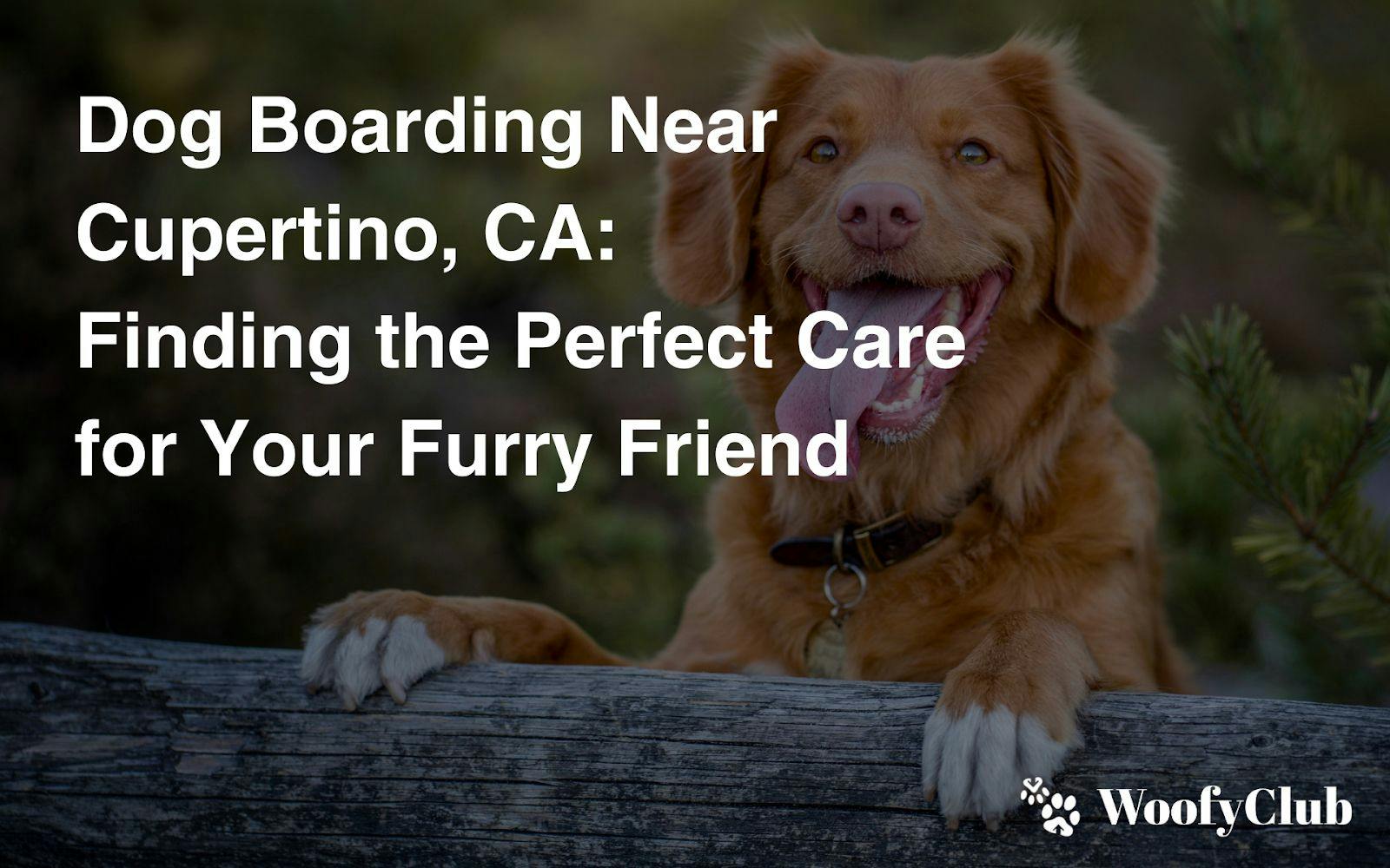 Dog Boarding Near Cupertino, CA: Finding The Perfect Care For Your Furry Friend