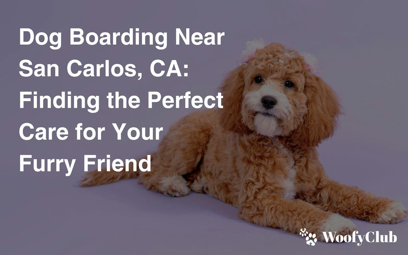 Dog Boarding Near San Carlos, CA: Finding The Perfect Care For Your Furry Friend