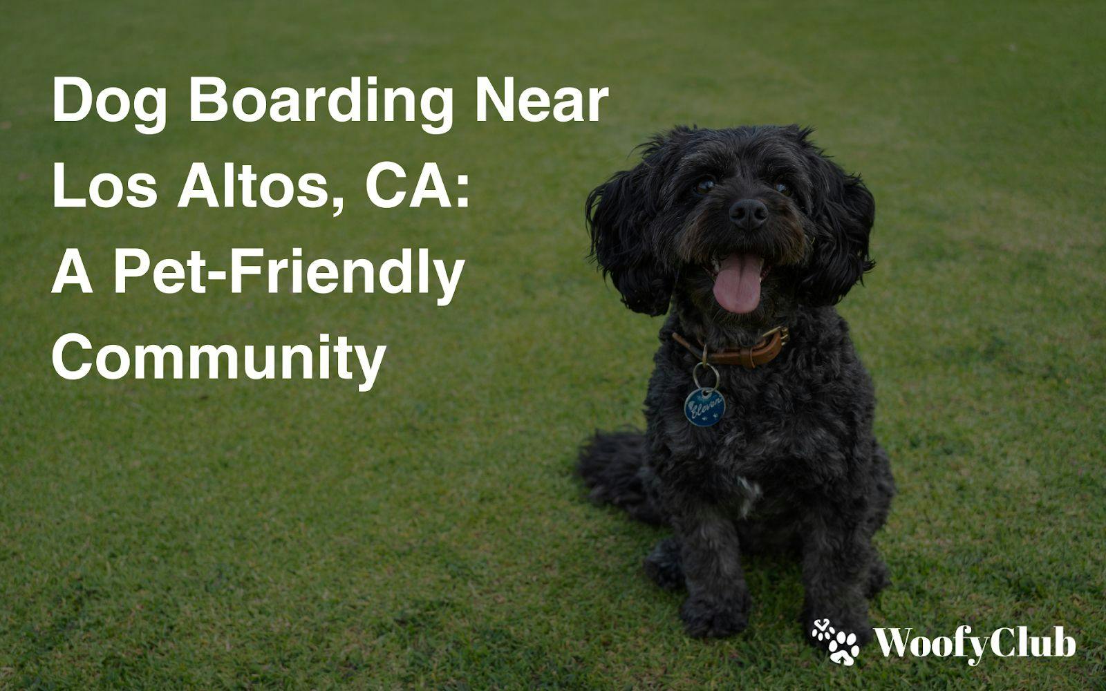 Dog Boarding Near Los Altos, CA: A Pet-Friendly Community