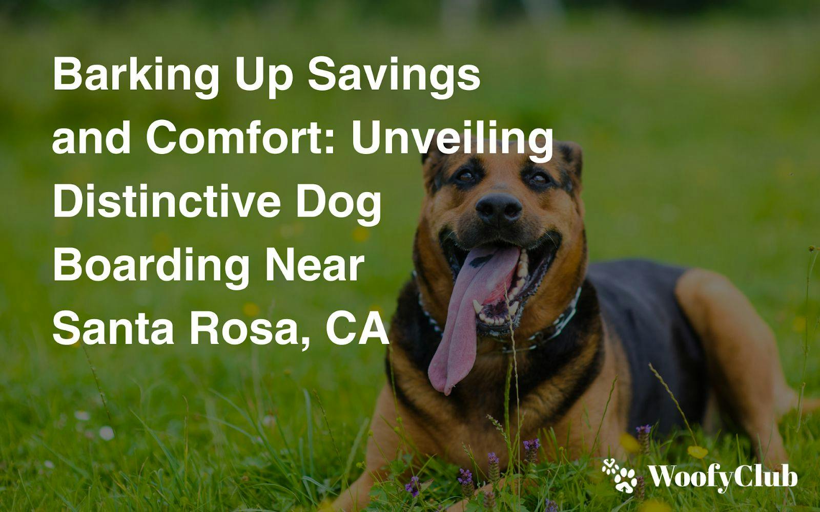Barking Up Savings And Comfort: Unveiling Distinctive Dog Boarding Near Santa Rosa, CA