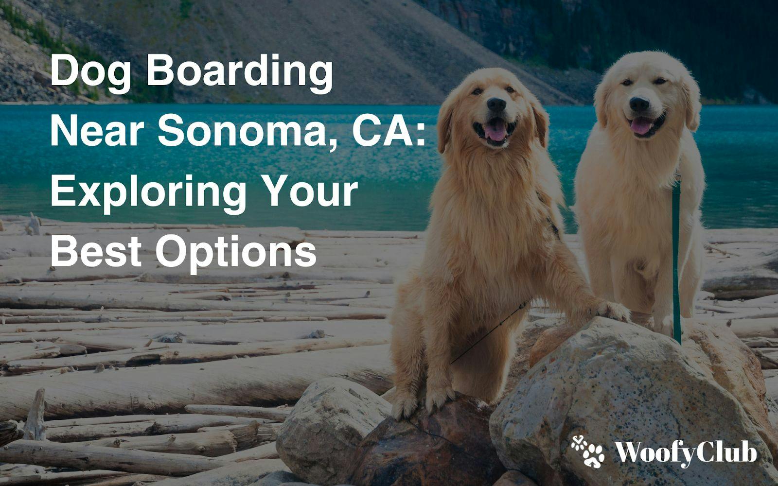 Dog Boarding Near Sonoma, CA: Exploring Your Best Options
