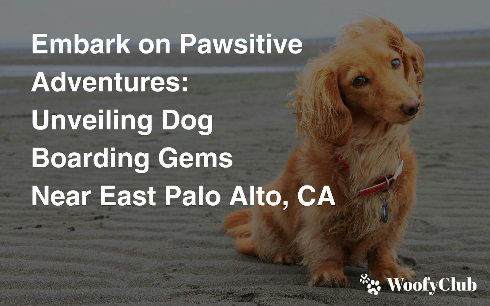 Embark On Pawsitive Adventures: Unveiling Dog Boarding Gems Near East Palo Alto, CA