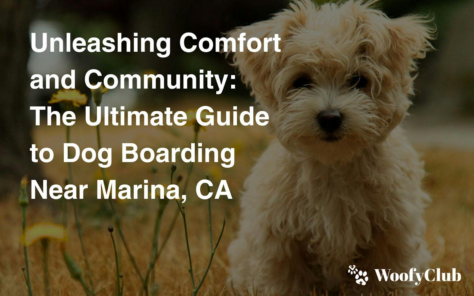 Unleashing Comfort And Community: The Ultimate Guide To Dog Boarding Near Marina, CA