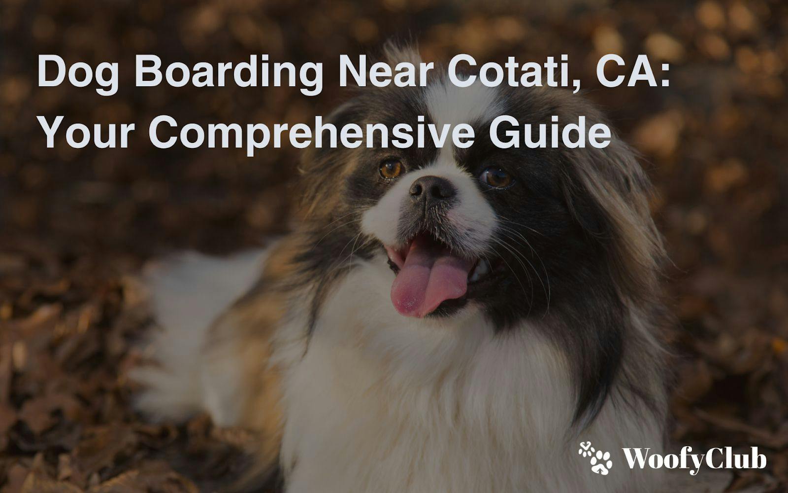 Dog Boarding Near Cotati, CA: Your Comprehensive Guide
