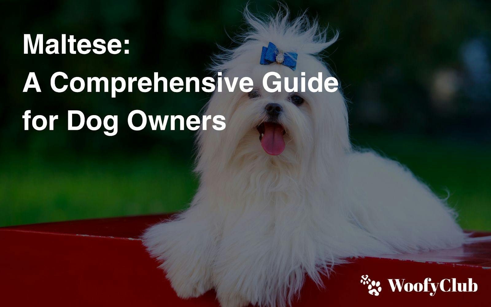Maltese: A Comprehensive Guide For Dog Owners
