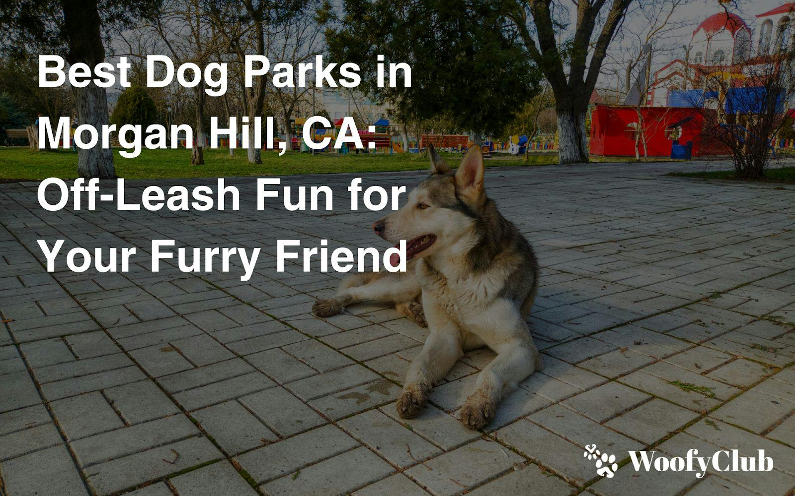 Best Dog Parks In Morgan Hill, CA: Off-Leash Fun For Your Furry Friend