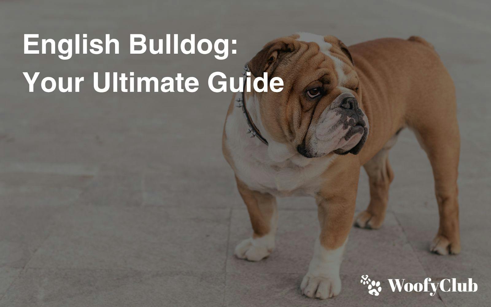 English Bulldog: Your Ultimate Guide