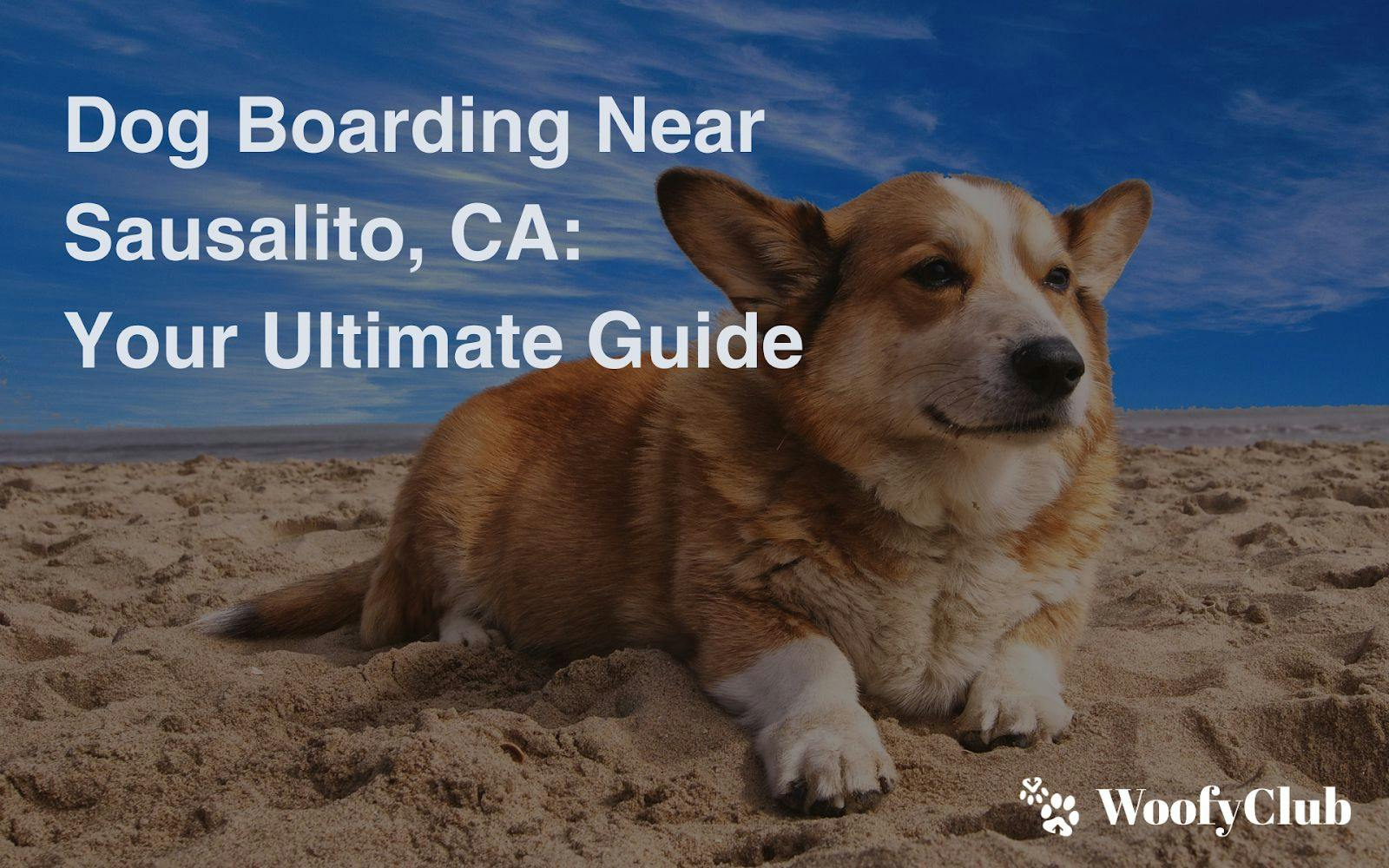 Dog Boarding Near Sausalito, CA: Your Ultimate Guide